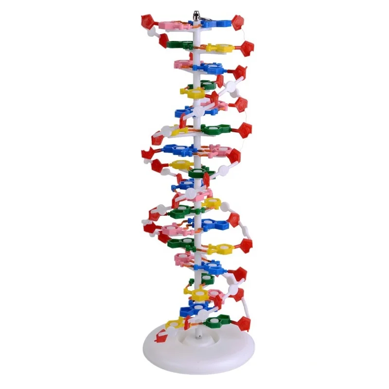 DNA Model