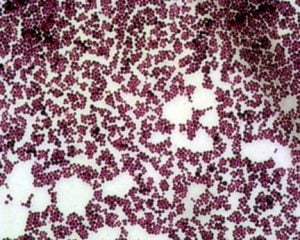 staphylococcus epidermidis endospore stain