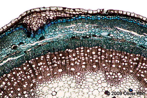 Sambucus elderberry (Microscope slide)