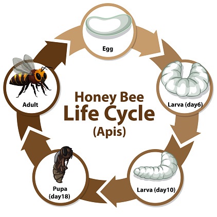 Diagram showing life cycle of Honey Bee (Apis) illustration